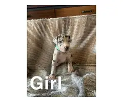 Great Dane puppies for adoption - 6