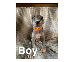 Great Dane puppies for adoption - 10