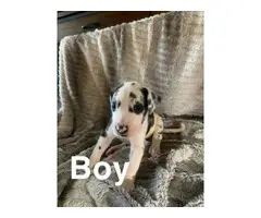 Great Dane puppies for adoption - 12