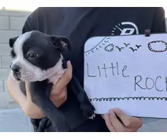 8 weeks old Boston terrier puppies in need of a home