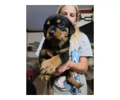 Rottweiler puppies for sale - 2