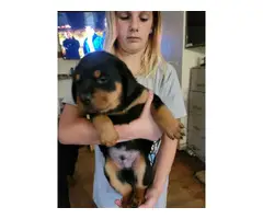 Rottweiler puppies for sale - 3