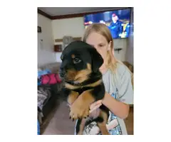 Rottweiler puppies for sale - 4