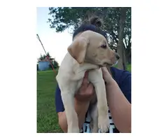 Puppies Labrador Retrievers