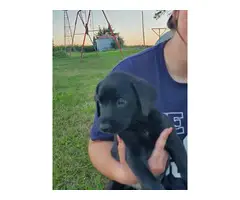 Puppies Labrador Retrievers - 3