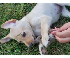 Puppies Labrador Retrievers - 4