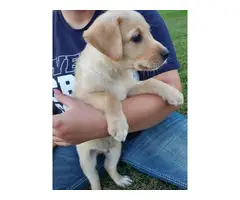 Puppies Labrador Retrievers - 6