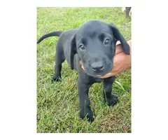 Puppies Labrador Retrievers - 7