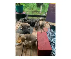 Mountain Cur Pit Puppies