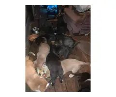 Mountain Cur Pit Puppies - 3