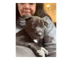 Mountain Cur Pit Puppies - 6