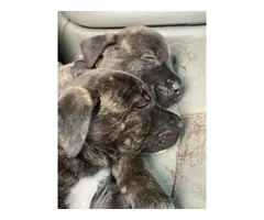 Mountain Cur Pit Puppies - 11