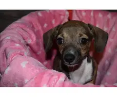 9 weeks old Chiweenie puppies for adoption - 2