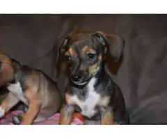 9 weeks old Chiweenie puppies for adoption - 3