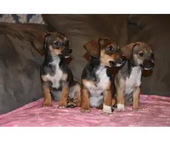 9 weeks old Chiweenie puppies for adoption - 4