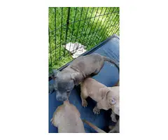 APBT puppies for sale - 1