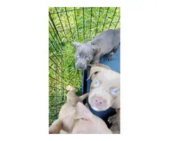 APBT puppies for sale - 2