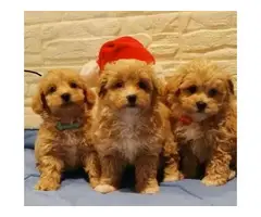 4 teacup tiny Maltipoo puppies ready to leave