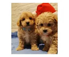 4 teacup tiny Maltipoo puppies ready to leave - 2