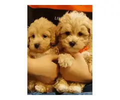 4 teacup tiny Maltipoo puppies ready to leave - 3
