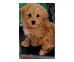 4 teacup tiny Maltipoo puppies ready to leave - 4