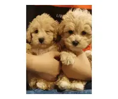 4 teacup tiny Maltipoo puppies ready to leave - 7