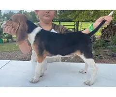 3 Beagle puppies available