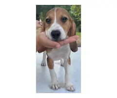 3 Beagle puppies available - 2