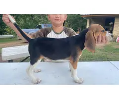 3 Beagle puppies available - 3