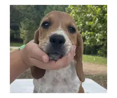 3 Beagle puppies available - 4