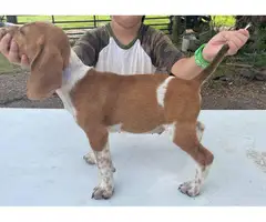3 Beagle puppies available - 5