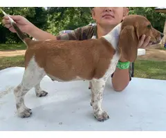 3 Beagle puppies available - 6