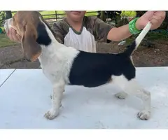 3 Beagle puppies available - 7