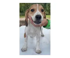 3 Beagle puppies available - 8