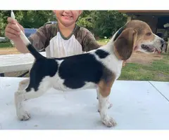 3 Beagle puppies available - 9