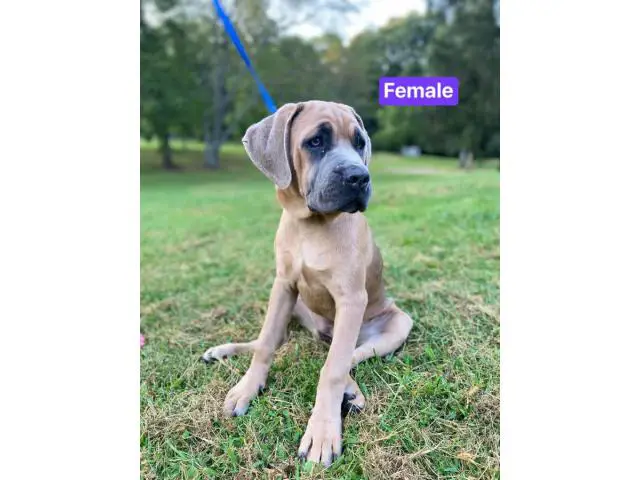 4 Cane Corso puppies for sale