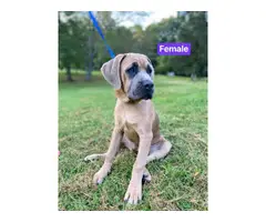 4 Cane Corso puppies for sale