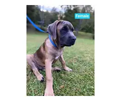 4 Cane Corso puppies for sale
