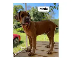 4 Cane Corso puppies for sale