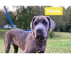 4 Cane Corso puppies for sale