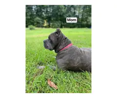 4 Cane Corso puppies for sale
