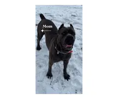 4 Cane Corso puppies for sale