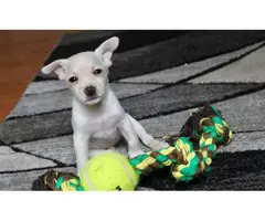 Chihuahua weenie puppies