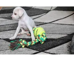 Chihuahua weenie puppies