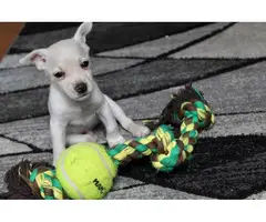 Chihuahua weenie puppies