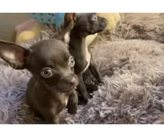 1 male 1 female Chocolate Teacup Chihuahua Puppies - 4