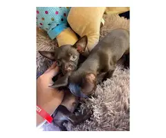 1 male 1 female Chocolate Teacup Chihuahua Puppies - 5