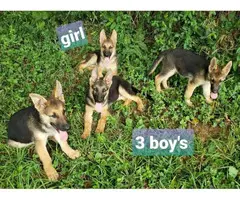 4 German Shepherd puppies