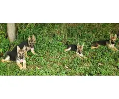 4 German Shepherd puppies - 4