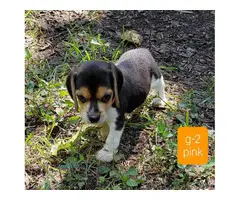 Beautiful Beagle puppies for sale